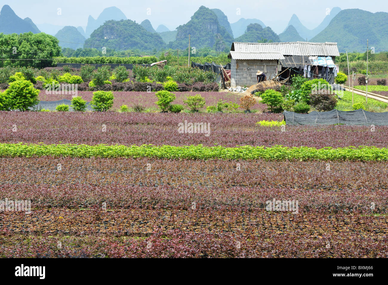 Karst hills framing the fields in the Guilin area makes a lovely scenery. Southern China Stock Photo