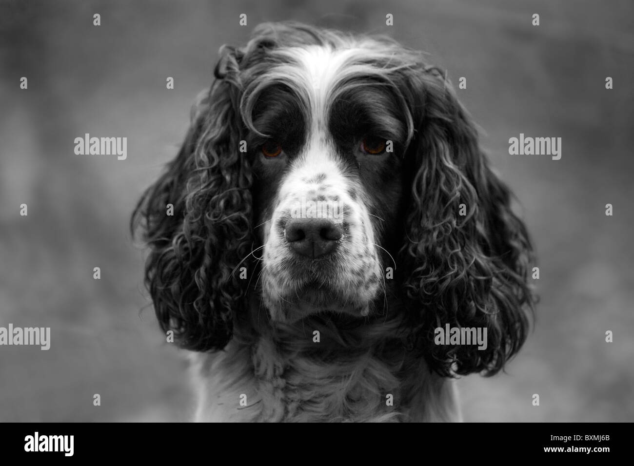 Springer Spaniels on a shoot day black and white Stock Photo