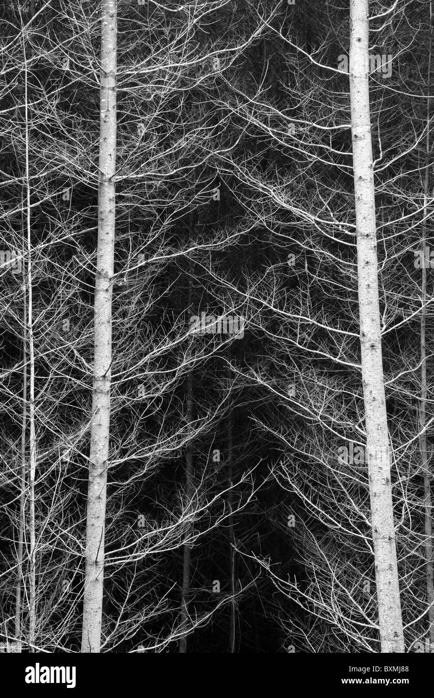 Black Trunks High Resolution Stock Photography and Images Alamy