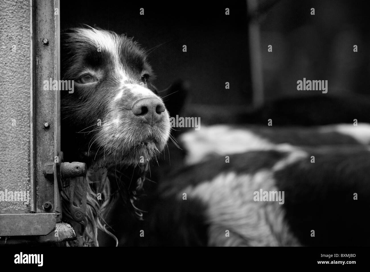 Springer Spaniels in back of vehicle on a shoot day in black and white Stock Photo