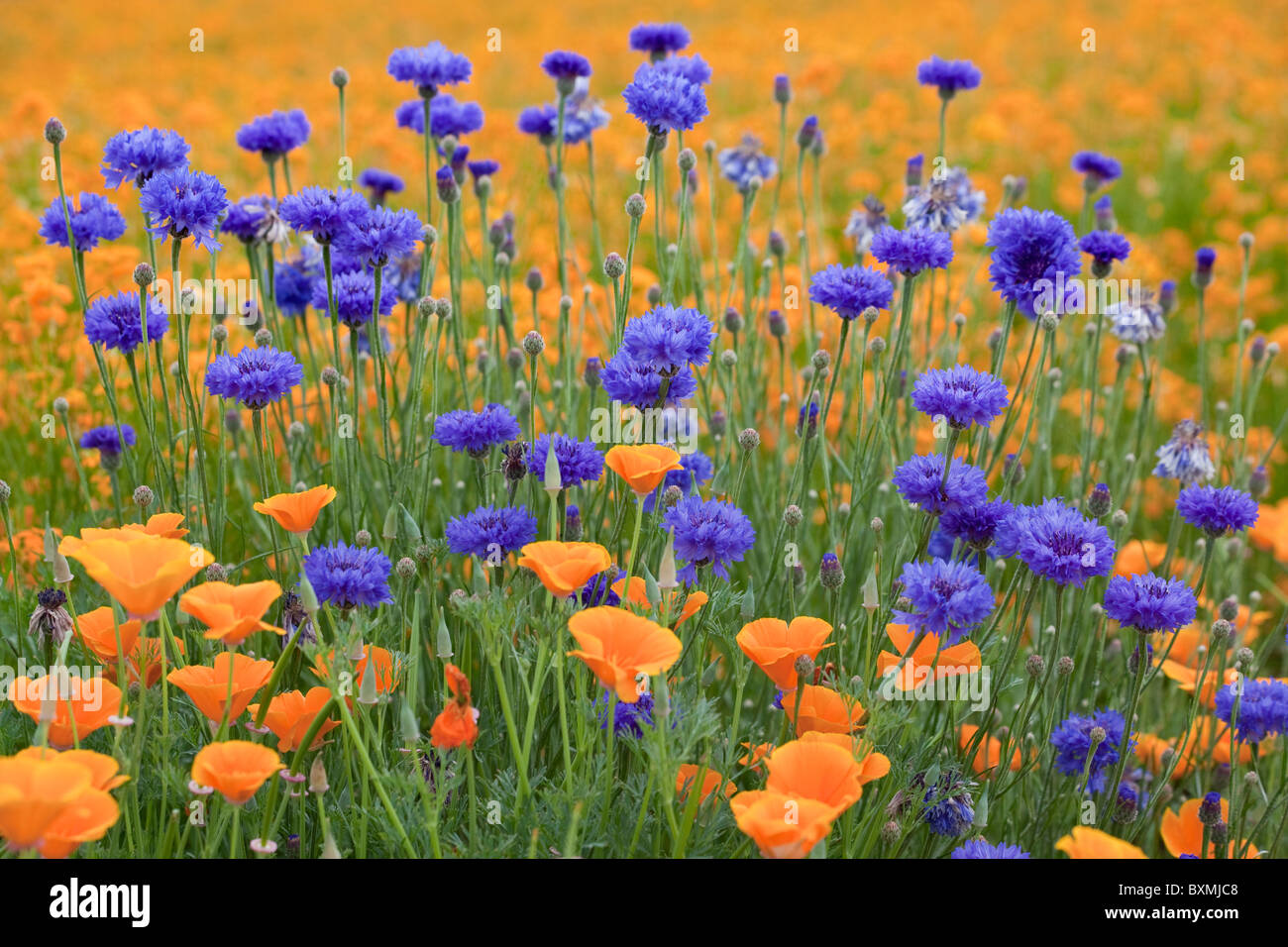 Blue orange field of flowers oregon silverton complementary color hires stock photography and
