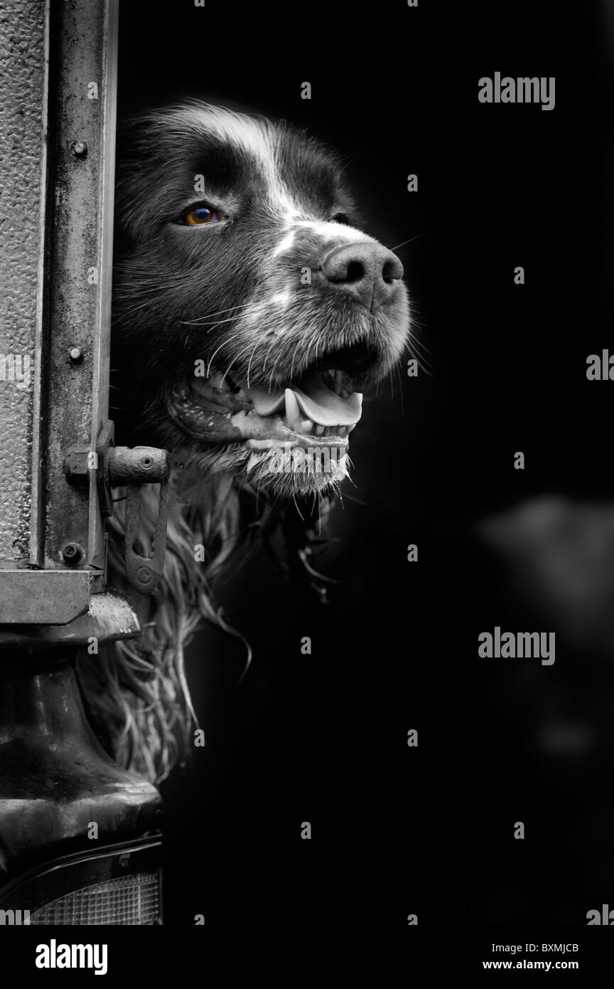 Springer Spaniels in back of vehicle on a shoot day in black and white Stock Photo