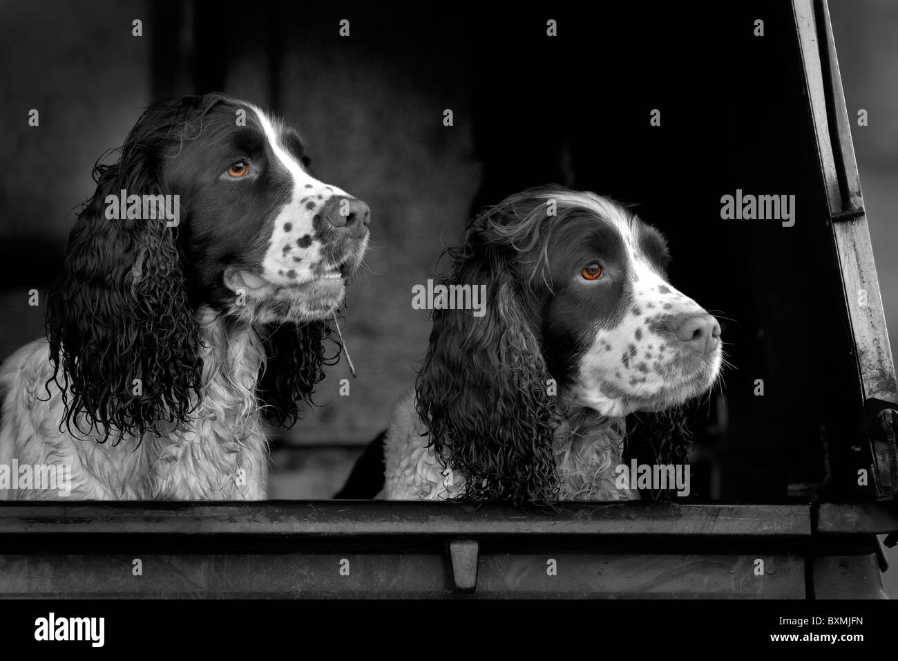 Springer Spaniels in back of vehicle on a shoot day black and white Stock Photo