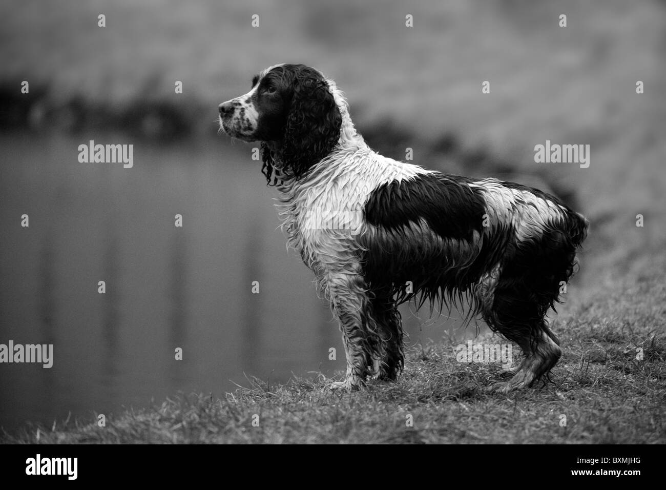 Springer Spaniel on a shoot day black and white Stock Photo