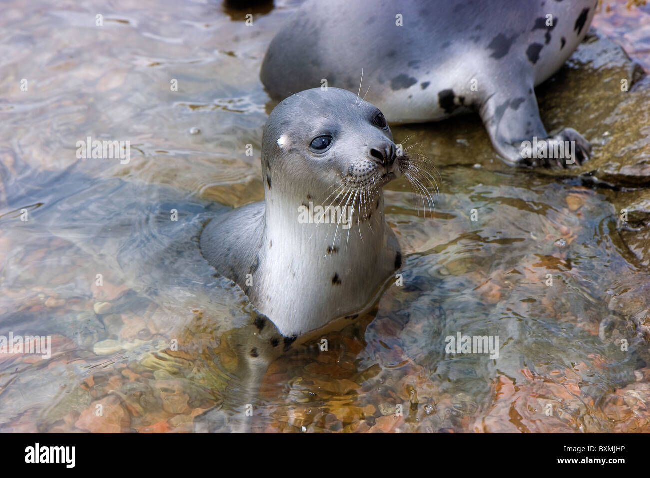 Fur Seals Natural Habitat High Resolution Stock Photography and Images