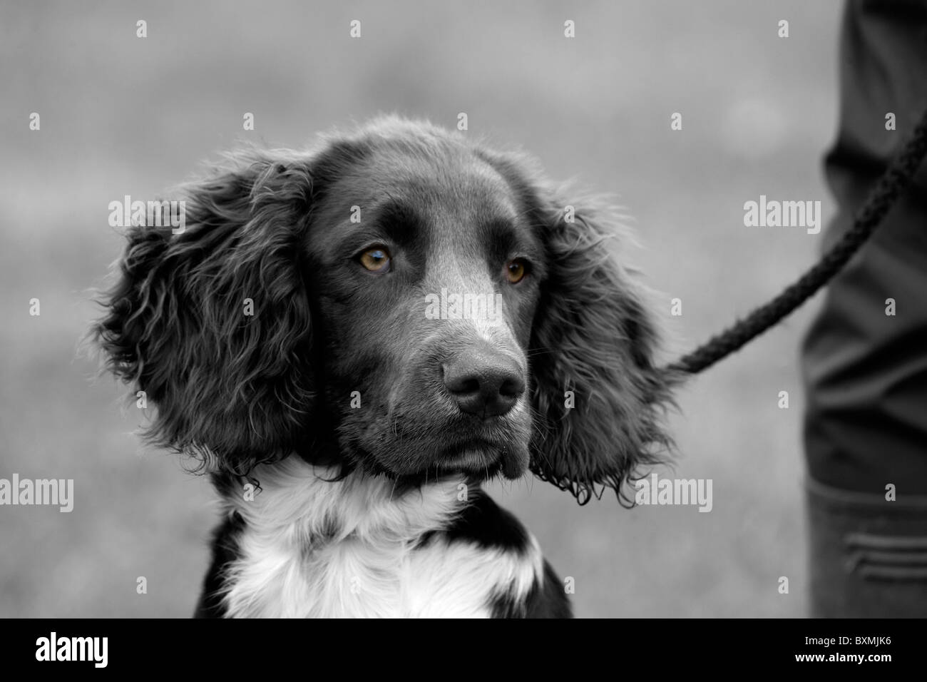 Springer Spaniel on a shoot day in black and white Stock Photo