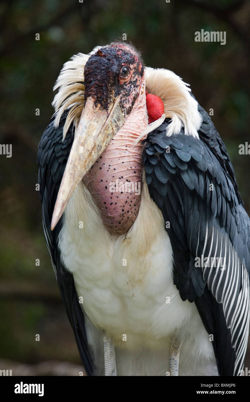 Marabou Stork Leptoptilos crumeniferus World of Birds Cape Town South Africa Captive Stock Photo