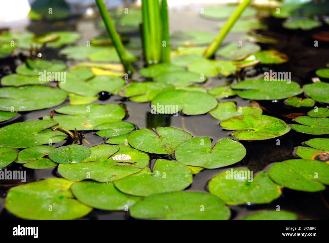 Green Floating Water Lily Lotus Leaves in a Pond Stock Photo - Alamy