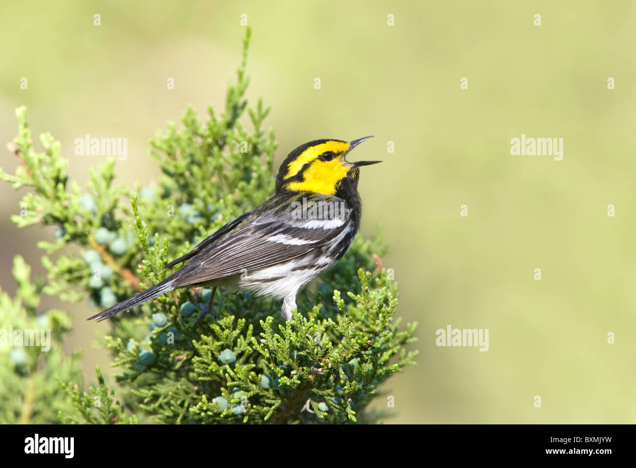 Golden-cheeked Warbler perched on Ashe Juniper Tree Stock Photo