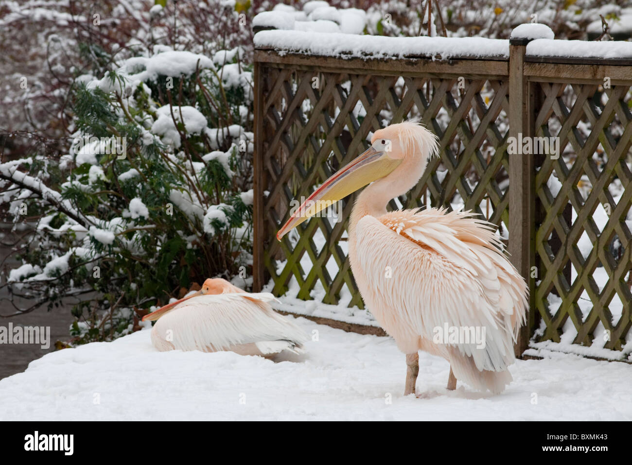 Two Pelicans caught out by an unseasonally heavy snowfall try to keep warm in St James Park, London. Stock Photo