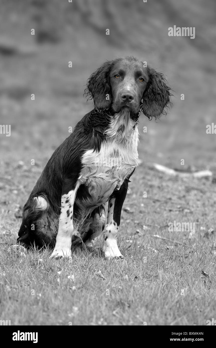 Springer Spaniel on a shoot day in black and white Stock Photo