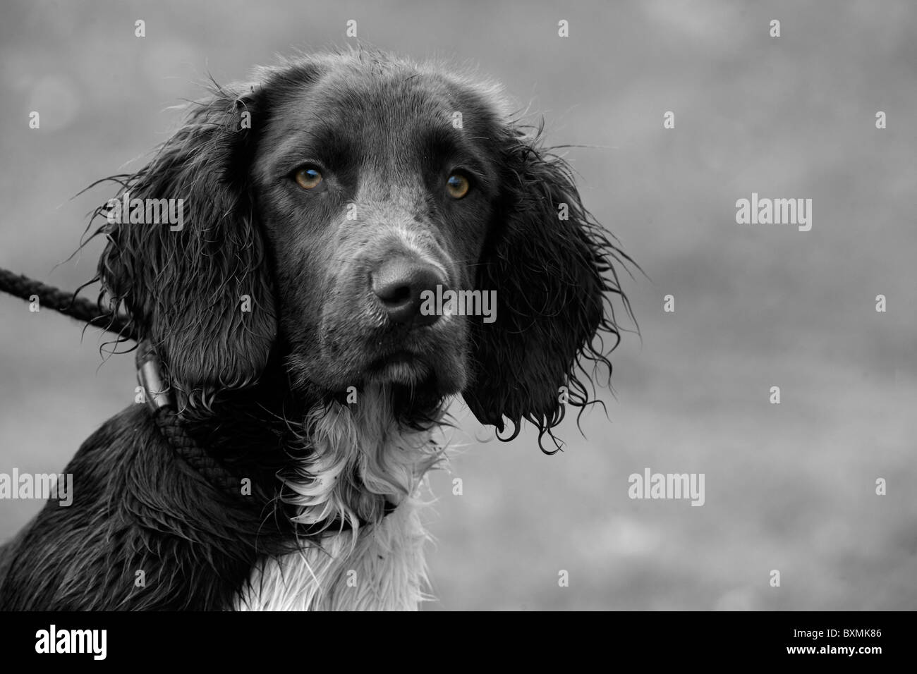 Springer Spaniel on a shoot day in black and white Stock Photo