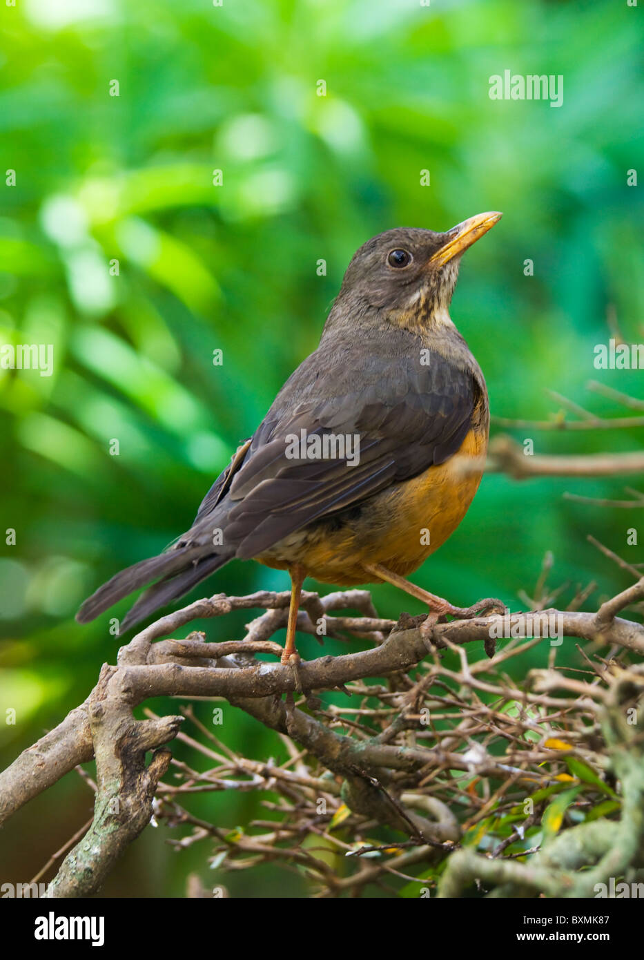 Olive Thrush Turdus olivaceus World of Birds Cape Town South Africa Captive Stock Photo
