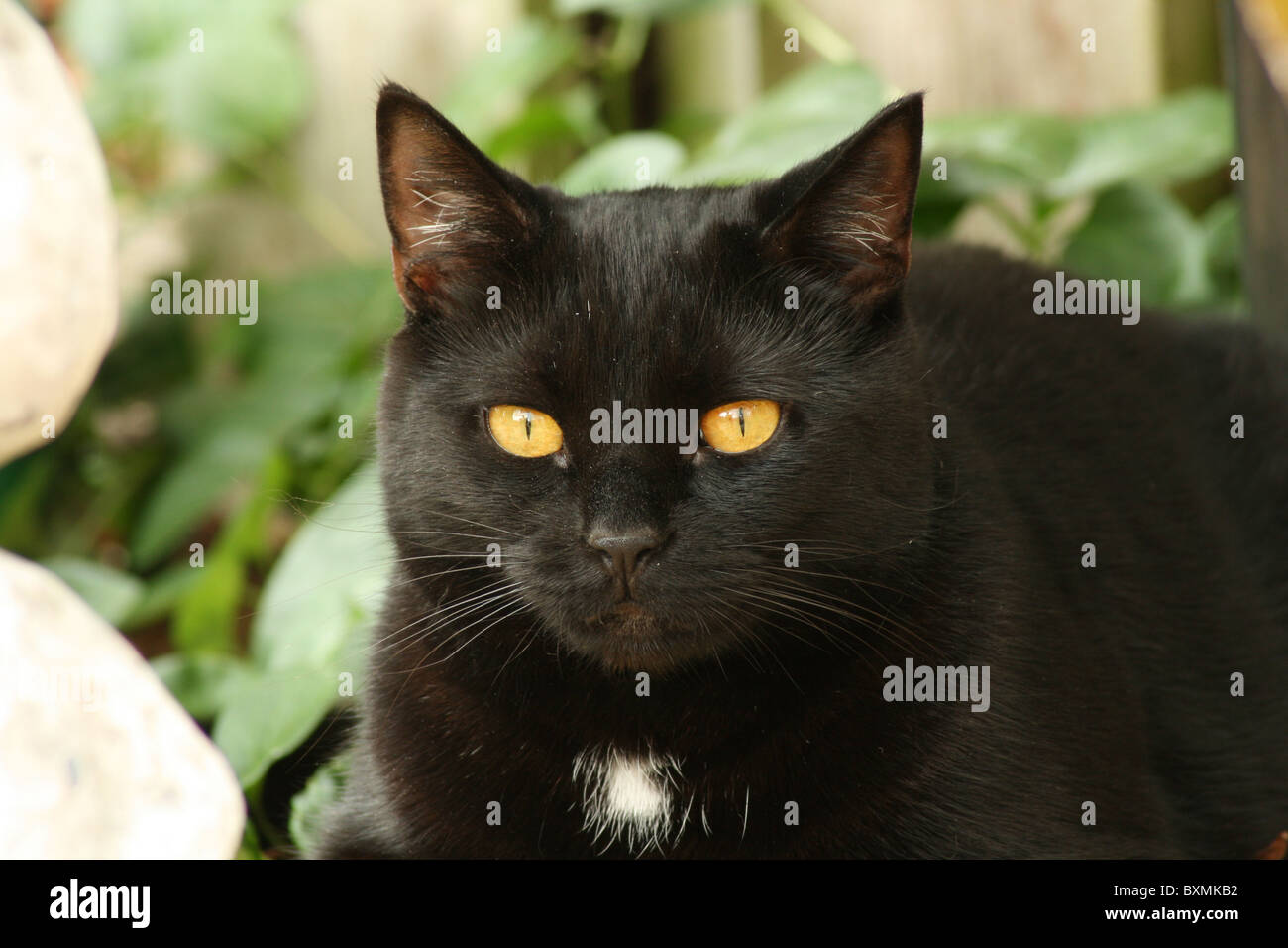 A beautiful black cat relaxing in her garden Stock Photo - Alamy