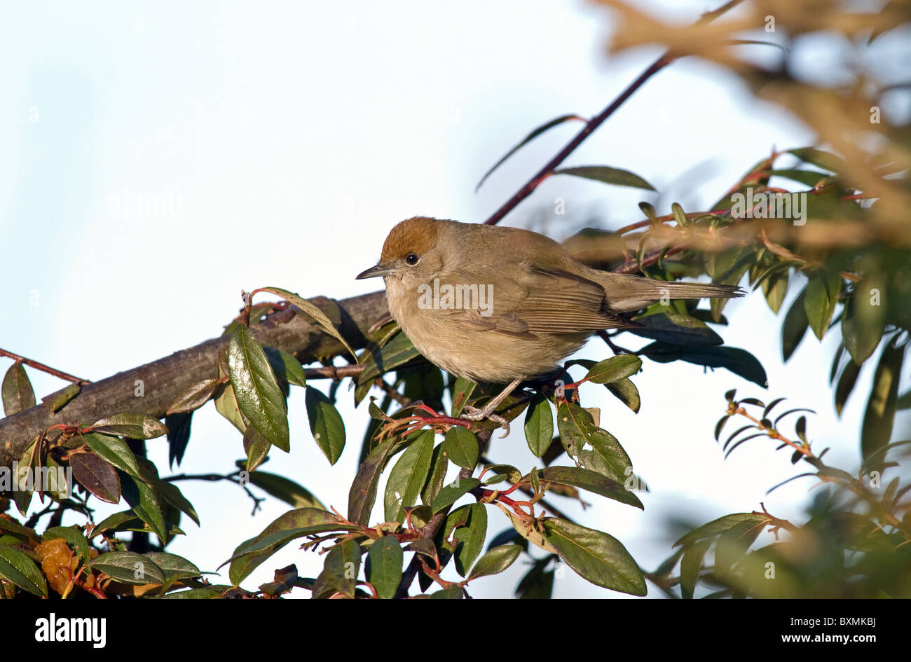 female blackcap overwintering in Ireland perched on a cotoneaster tree Stock Photo