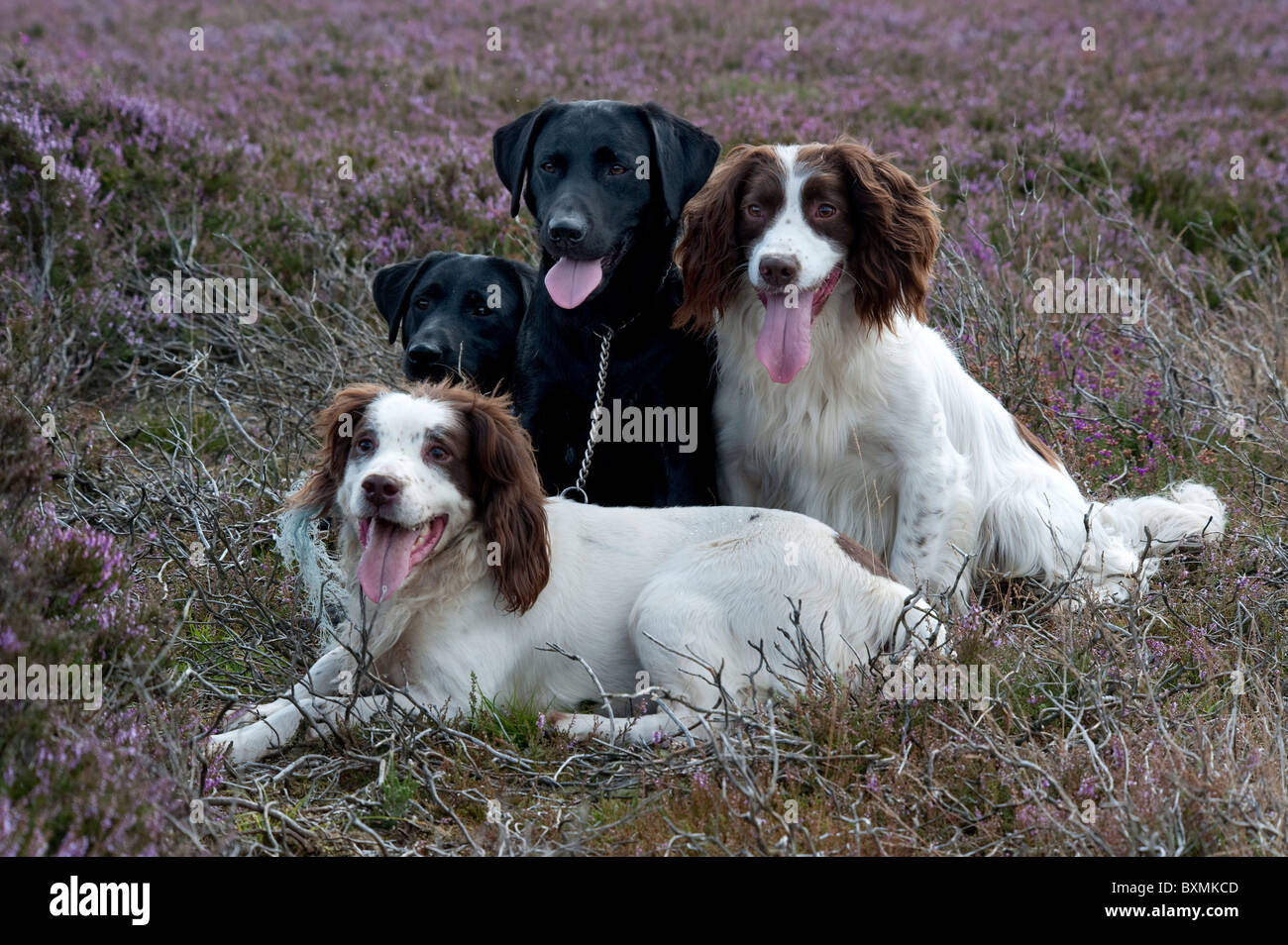 Labrador group shooting hi-res stock photography and images - Alamy