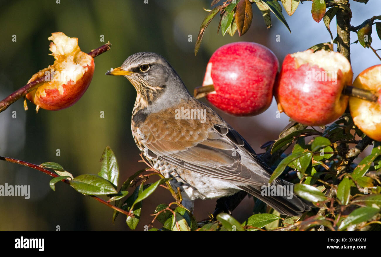 Fieldfare(turdus pilaris) feeding on apples spiked onto branches of cotoneaster tree during hard winter weather in Ireland Stock Photo