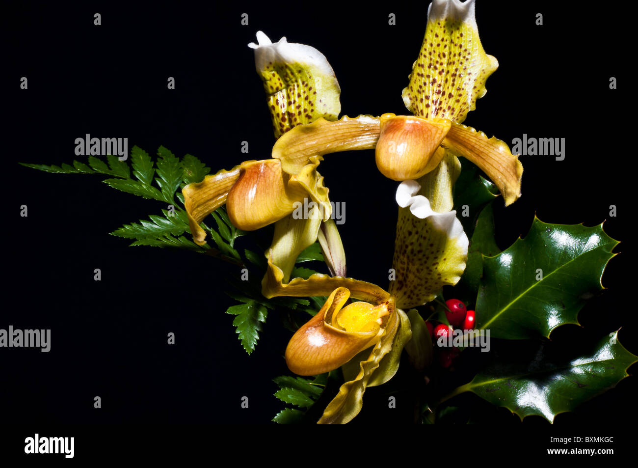 Three orchids  paphiopedilum (flower exotic) portraits still-life horizontally on a black background between ferns and mistletoe Stock Photo