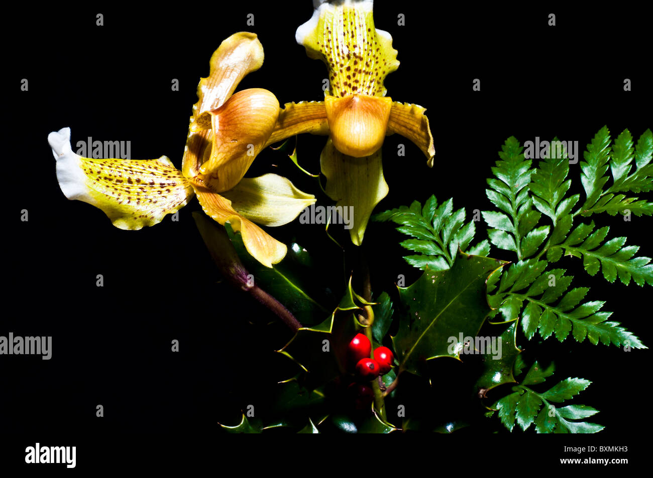 orchids  paphiopedilum (flower exotic) portraits still-life horizontally on a black background between ferns and mistletoe Stock Photo