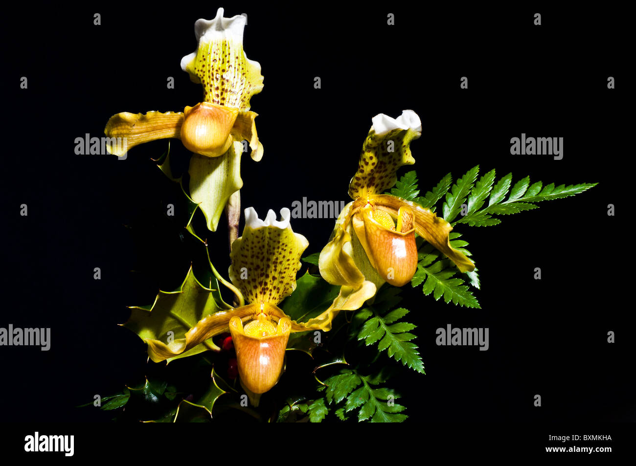 Three orchids  paphiopedilum (flower exotic) portraits still-life horizontally on a black background between ferns and mistletoe Stock Photo