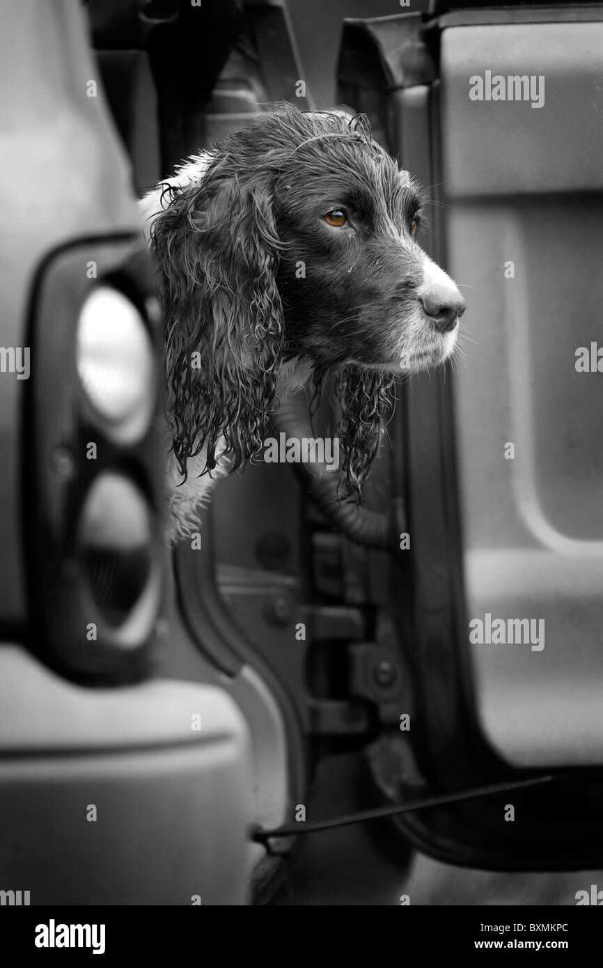 Springer Spaniel sitting in back of vehicle on a shoot day black and white Stock Photo