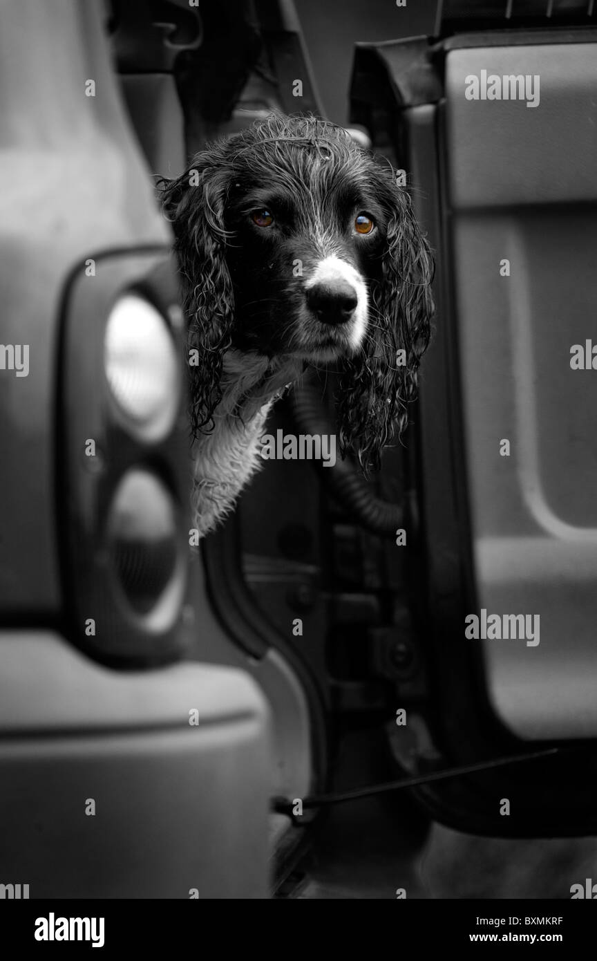 Springer Spaniel in black and white sitting in vehicle Stock Photo