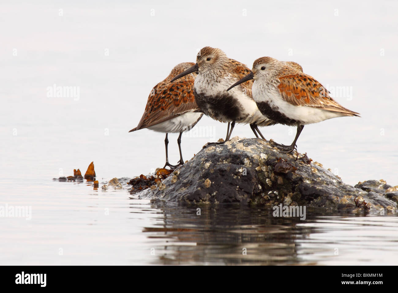 Dunlin flock on a rock. Stock Photo
