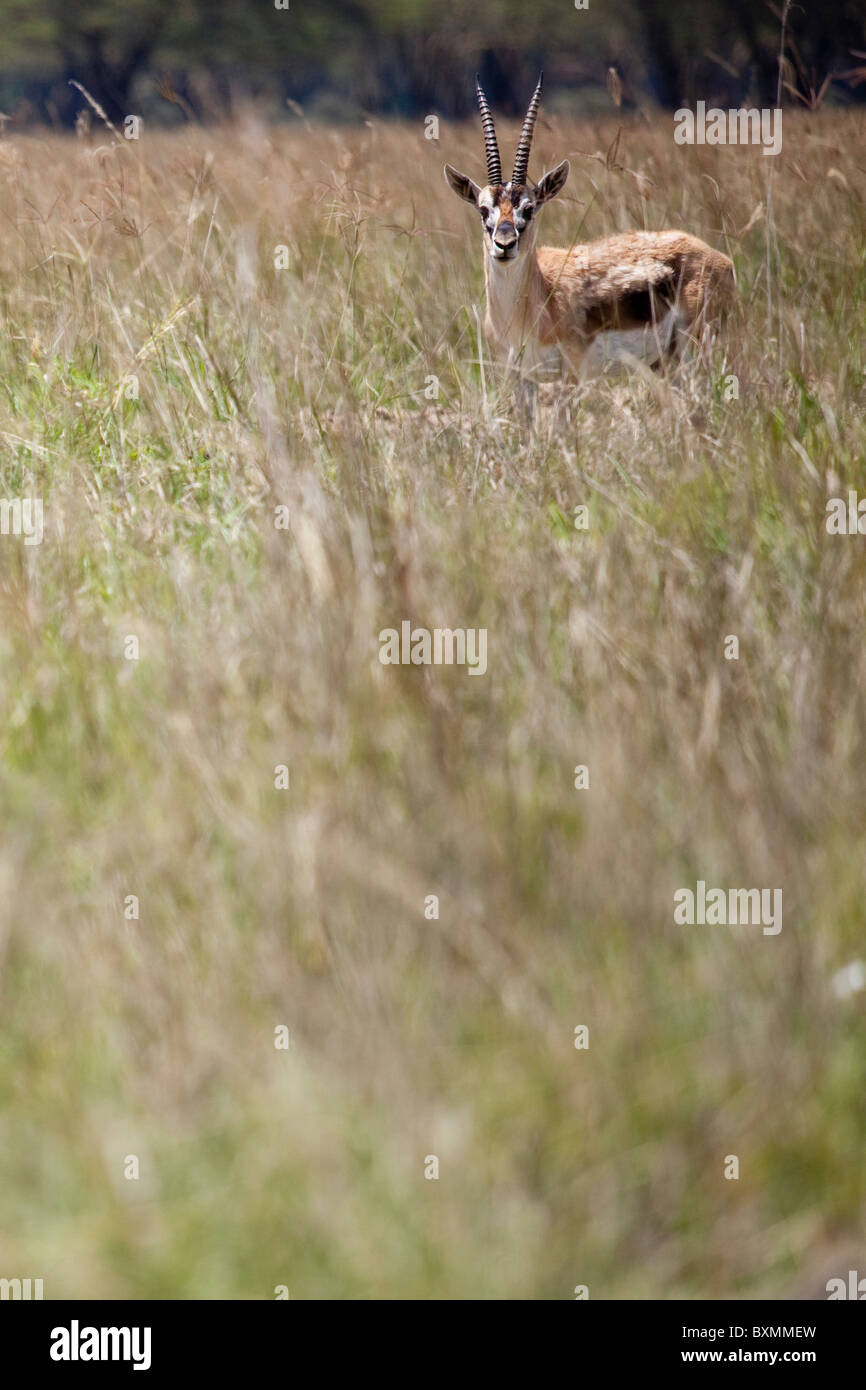 Eudorcas thomsonii hi-res stock photography and images - Alamy