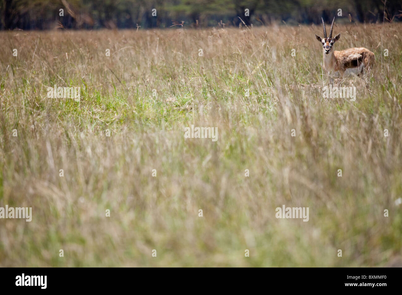 Thomson gazelle (Eudorcas thomsonii) Stock Photo