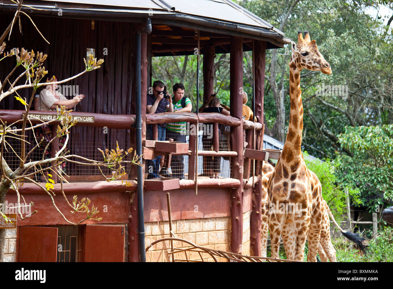 Langata Nature Education Centre, Giraffe Centre, Nairobi, Kenya Stock
