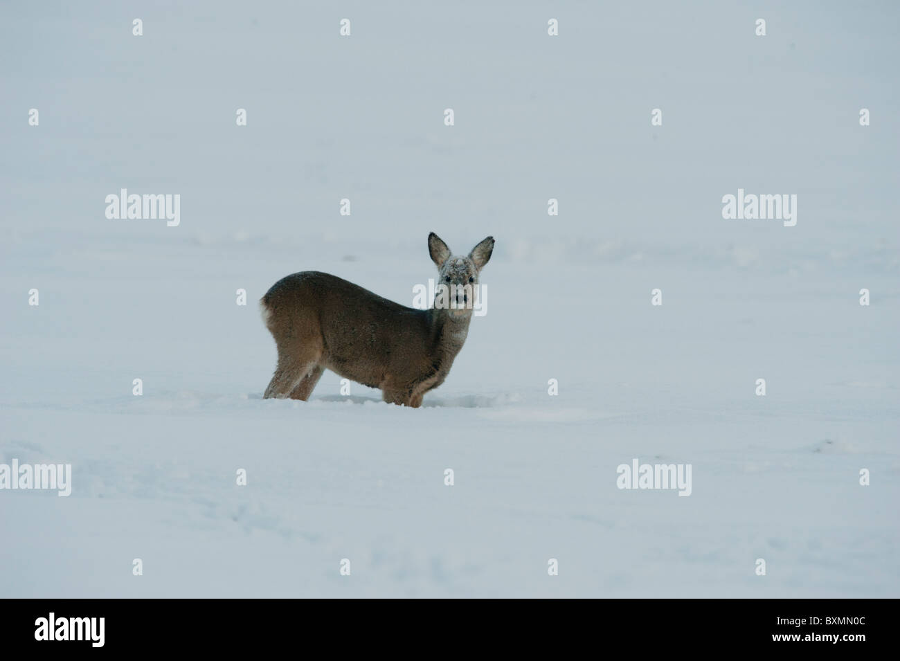 Roe deer feeding in deep snow Stock Photo - Alamy