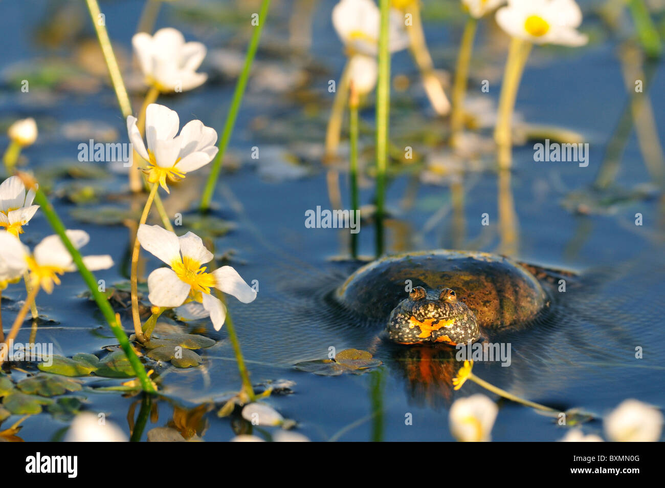 European Fire-bellied Toad calling in mating season Stock Photo
