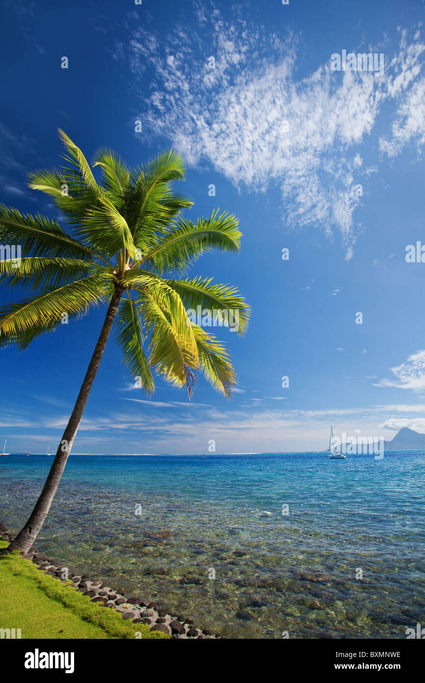 Single palm tree agains blue sky on the beach Stock Photo - Alamy