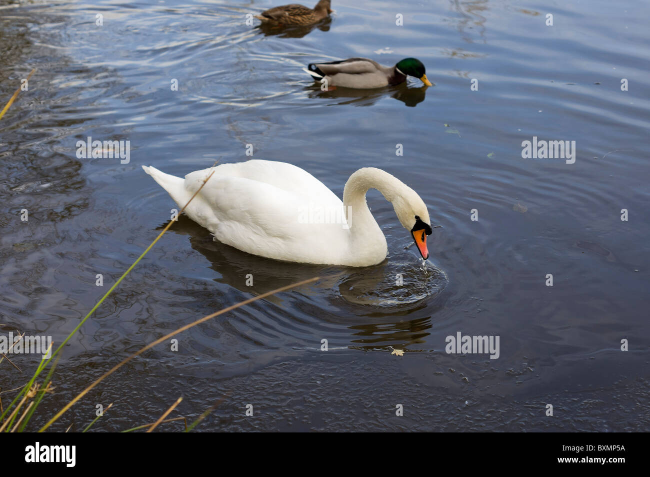 a swan swimming on water Stock Photo - Alamy