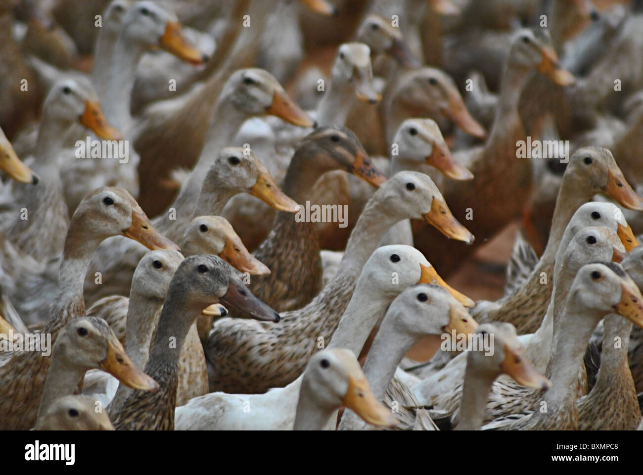 Duck farm, Vietnam Stock Photo, Royalty Free Image: 33648056 - Alamy