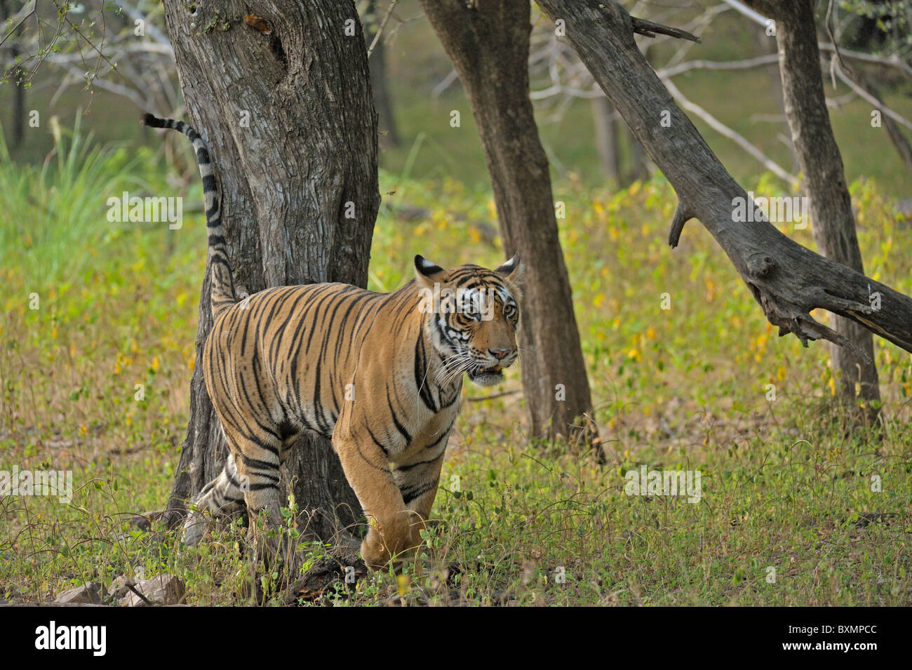 Wild tiger marking its territory in Ranthambhore national park, India