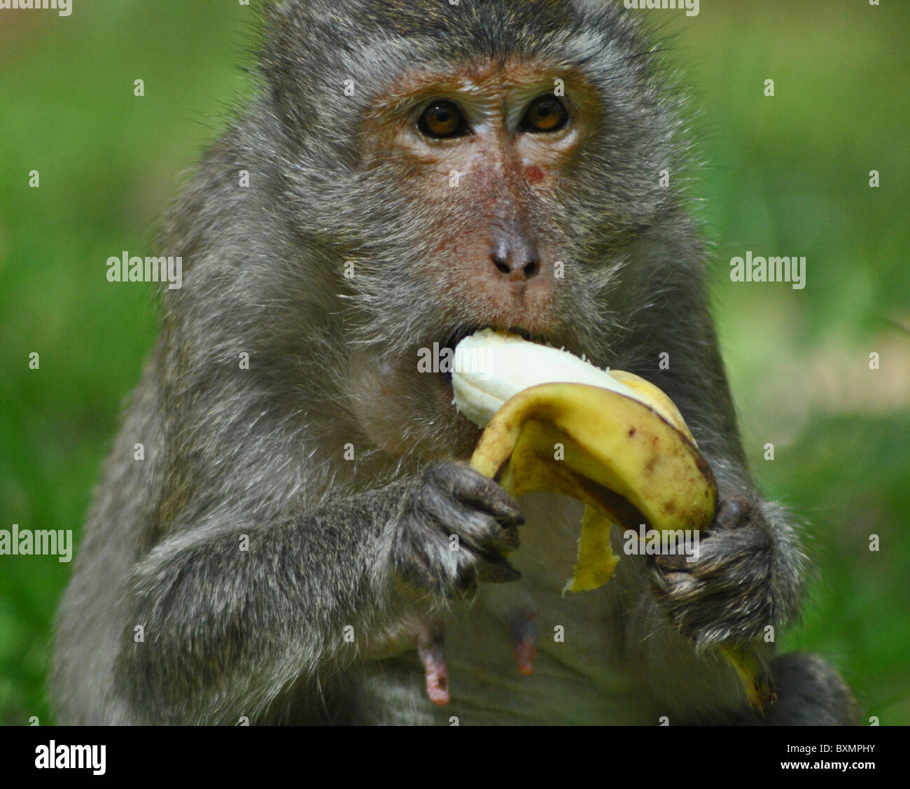 How To Eat Bananas Like A Monkey