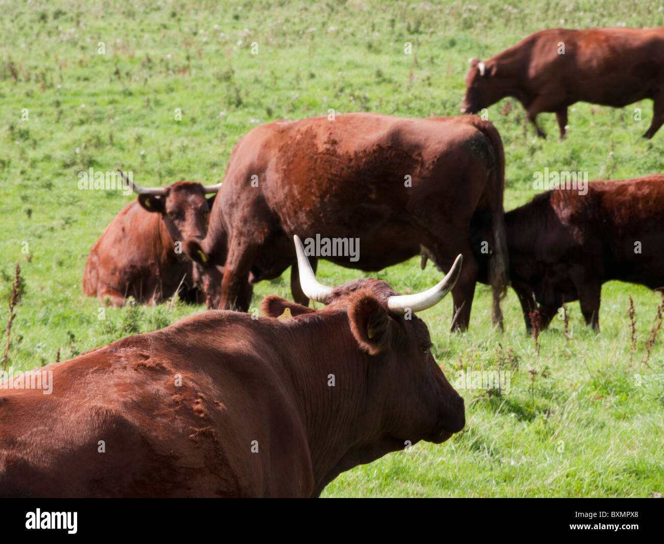 North devon cattle north devon cow hi-res stock photography and images ...