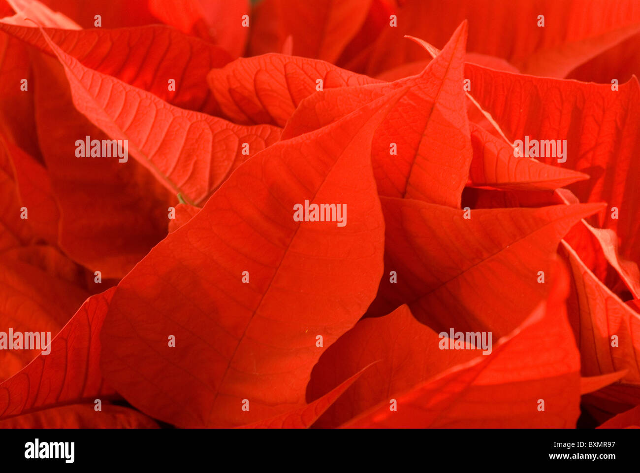 red leaves at Christmas Poinsettia plant Stock Photo Alamy