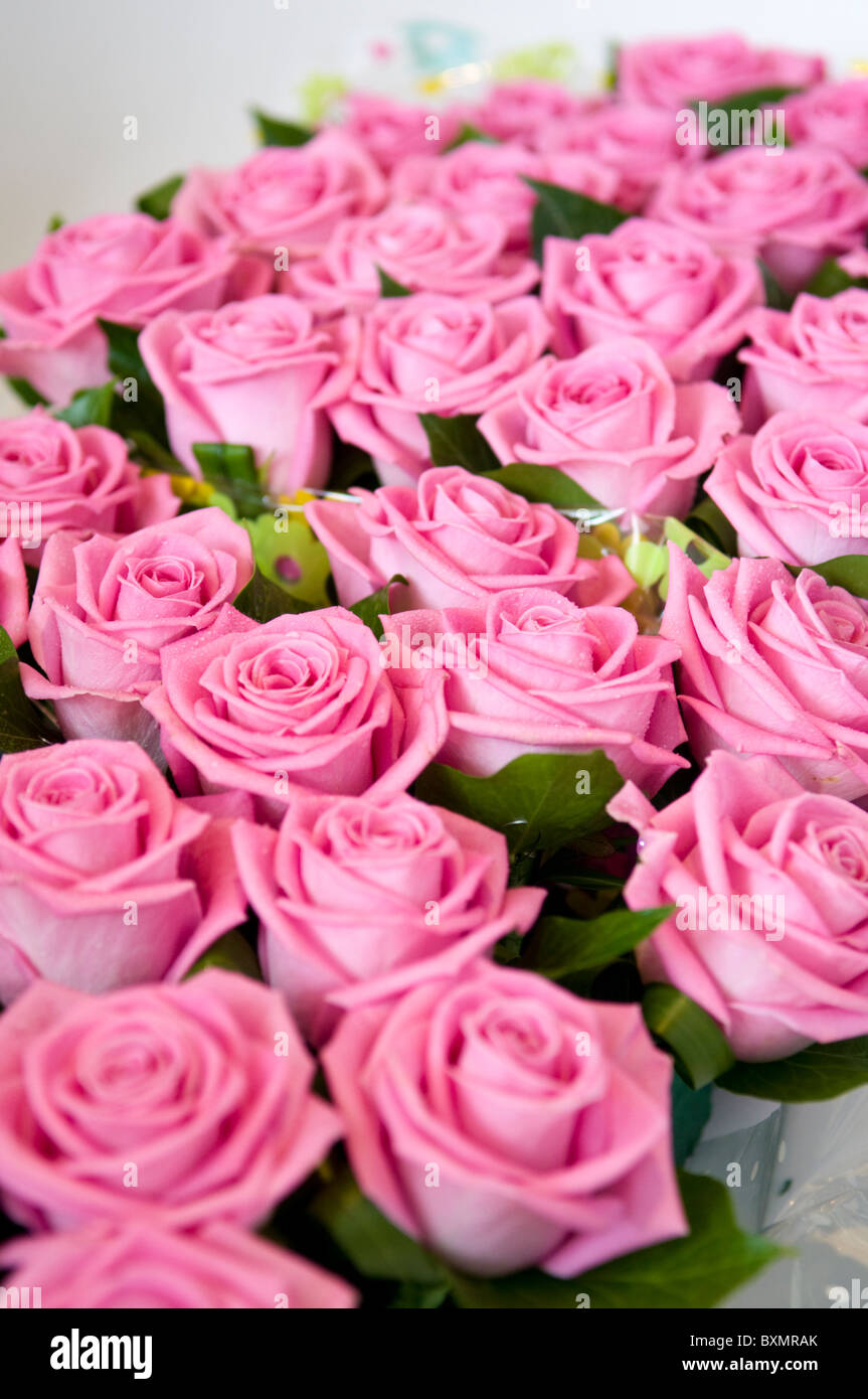 Several Pink Roses Stock Photo - Alamy