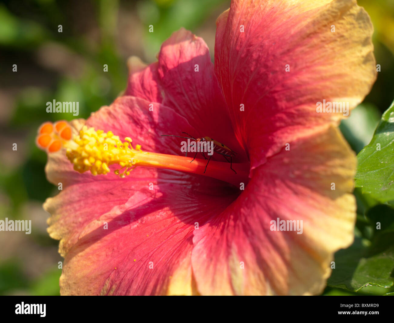 An orange Hibiscus rose flower Stock Photo