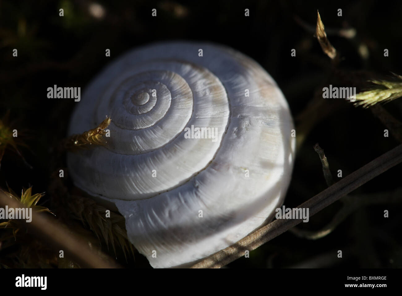 Coquillage High Resolution Stock Photography And Images Alamy