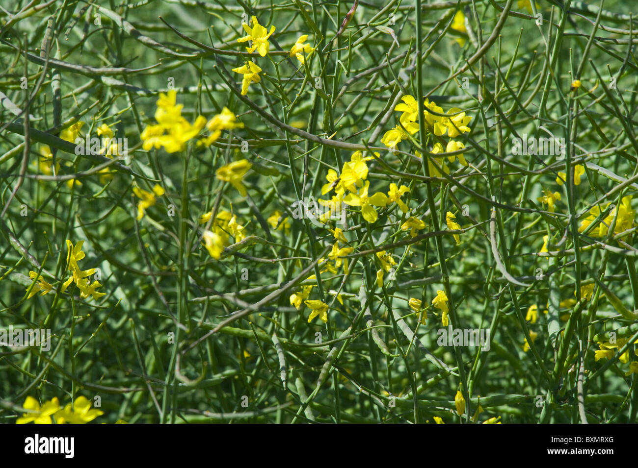 A field of oil seed rape Stock Photo - Alamy