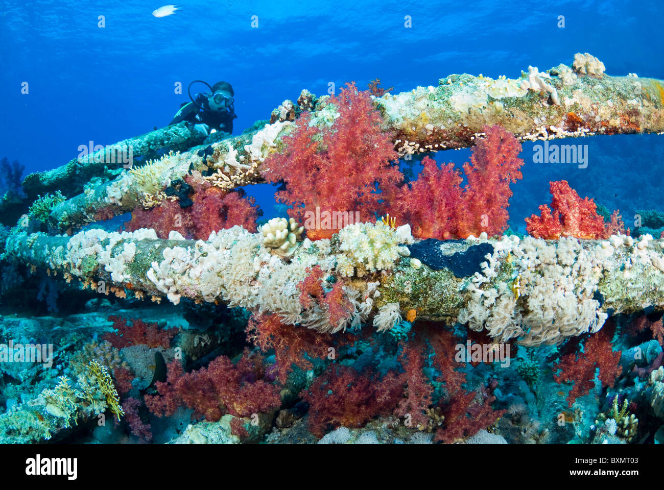 Wreck of Yolanda, Shark Yolanda reef, Ras Mohammed national park, Sinai, Egypt, Red Sea Stock Photo