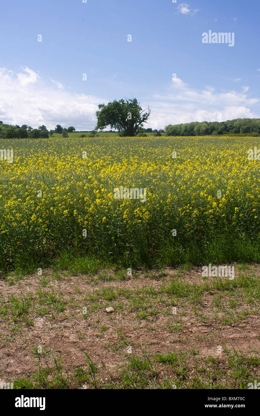 A field of oil seed rape Stock Photo - Alamy