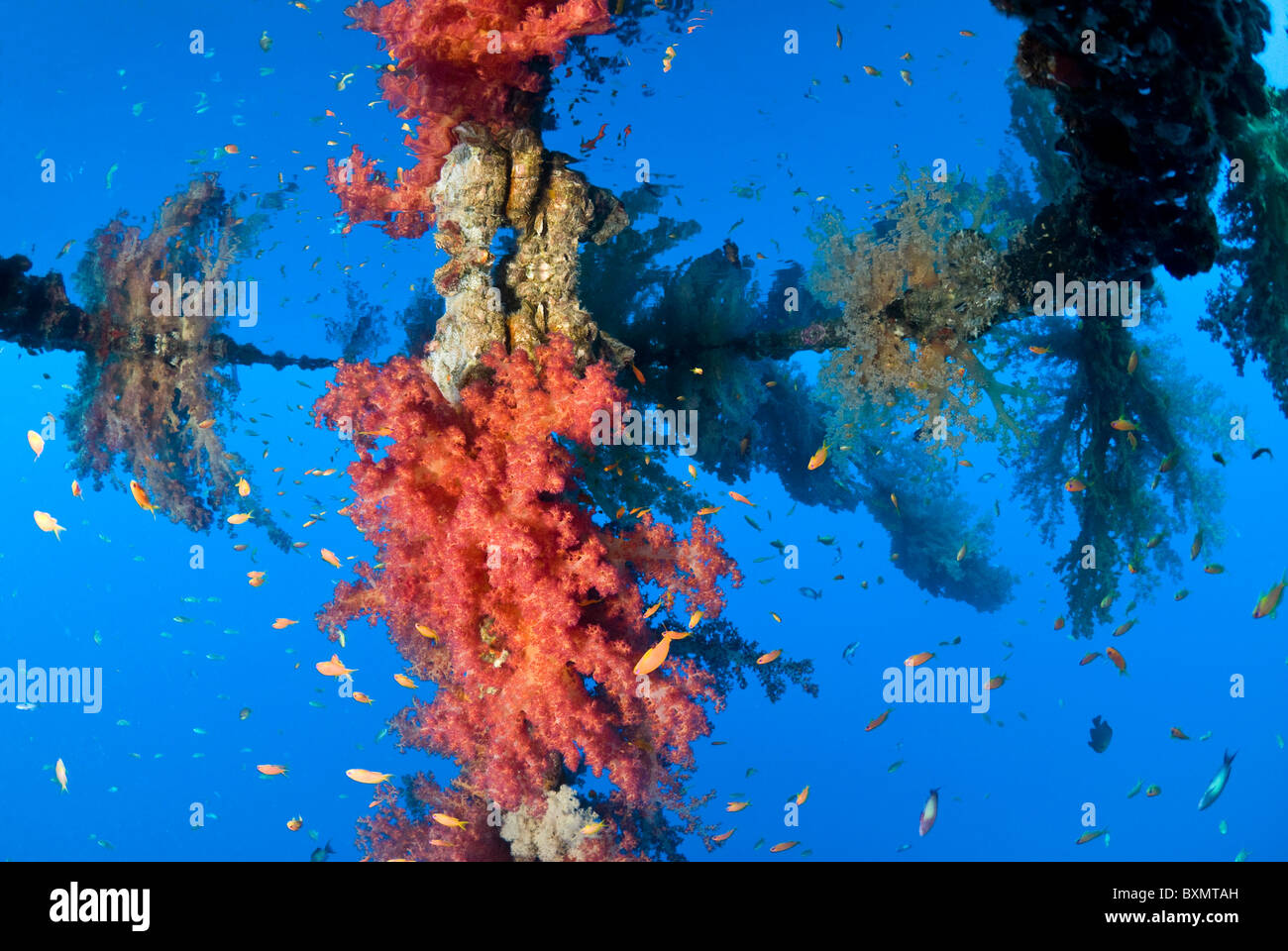 Coral growth on the buoy wreck structure. Stock Photo
