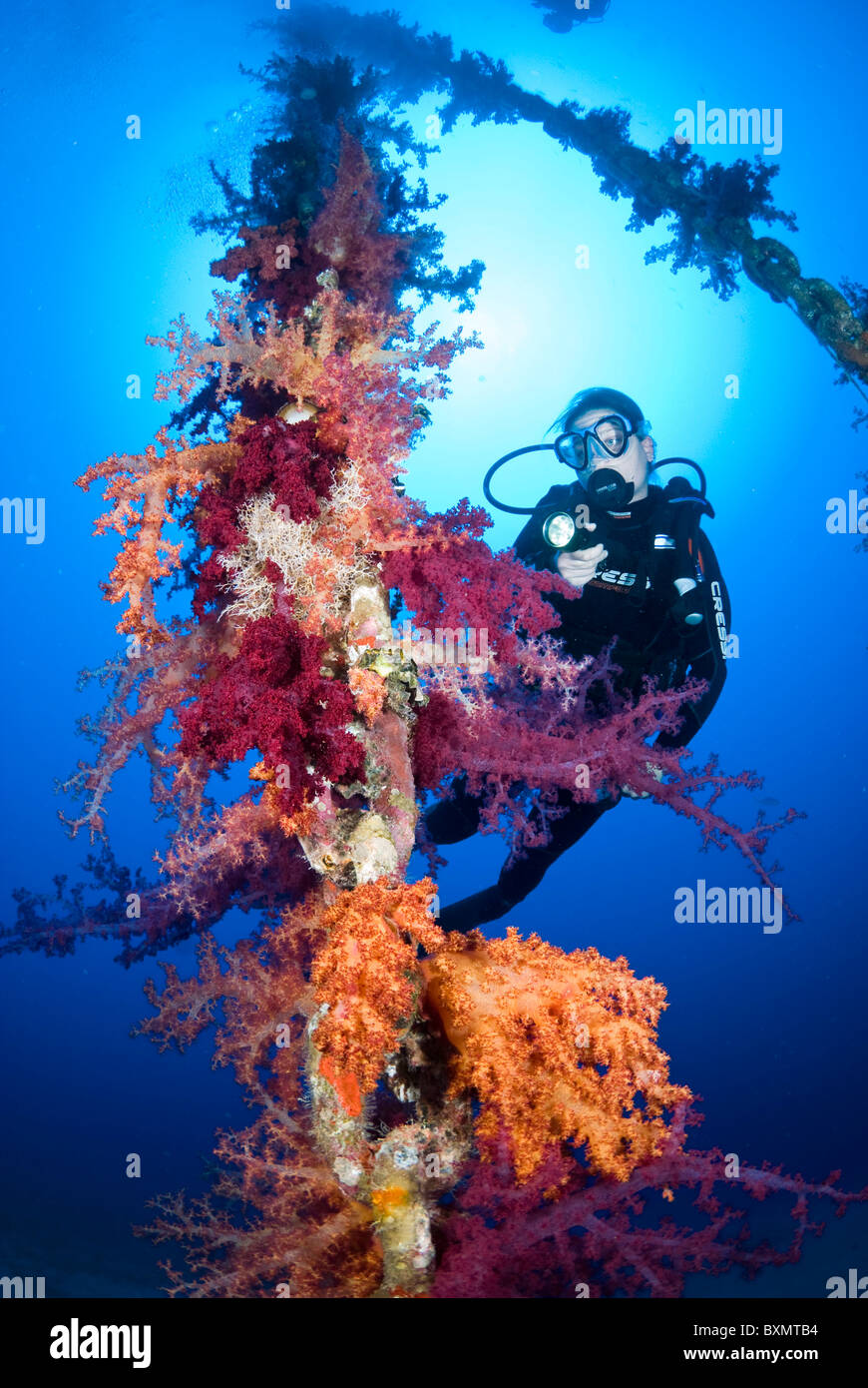 Coral growth on the chain structure. Stock Photo