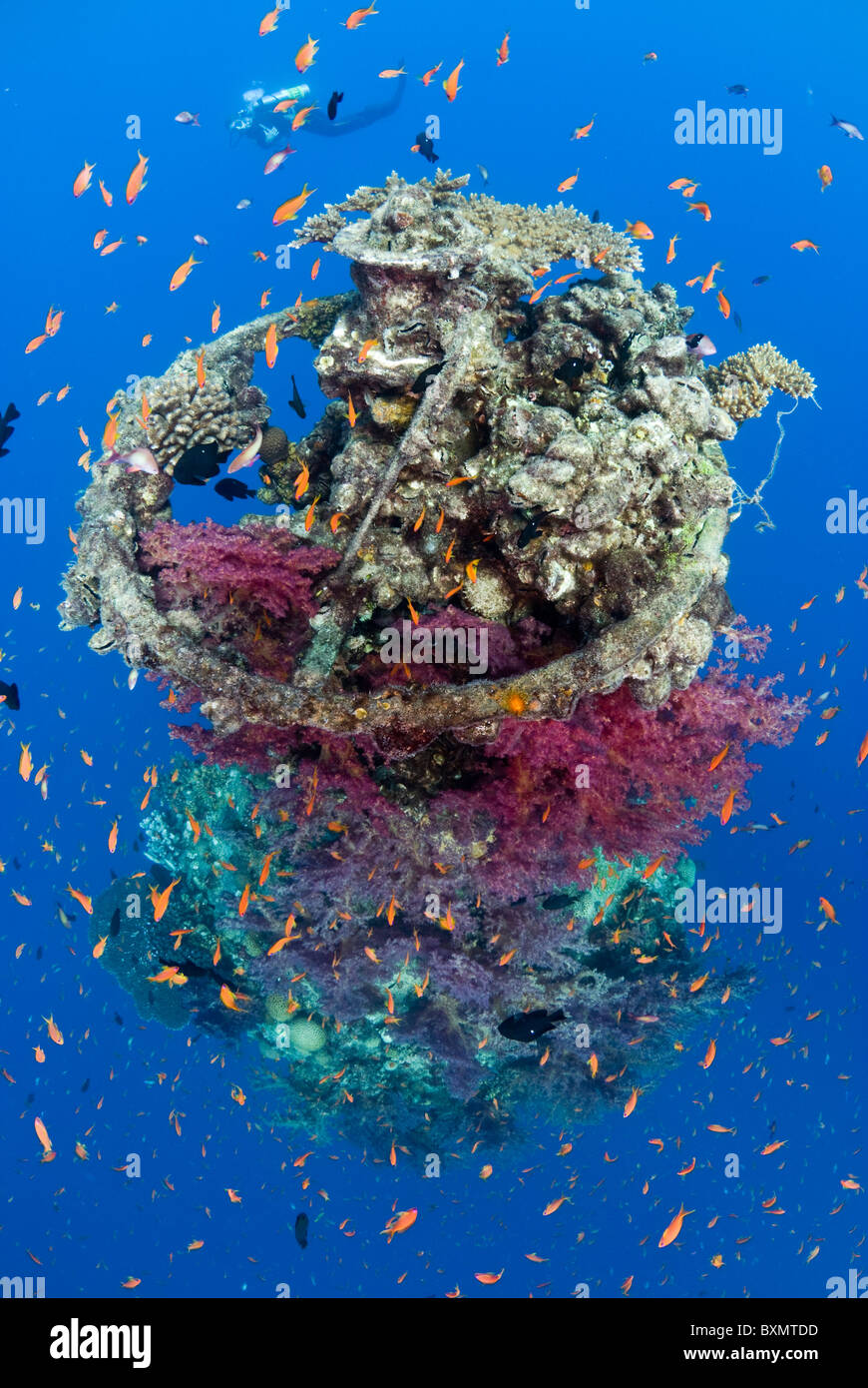 Coral growth on the wreck structure Stock Photo - Alamy