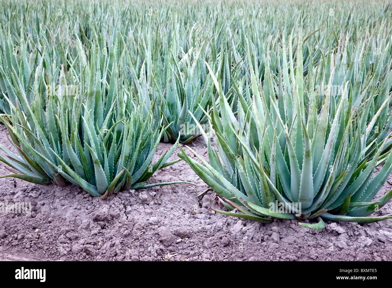 Aloe Vera, field planting, Stock Photo