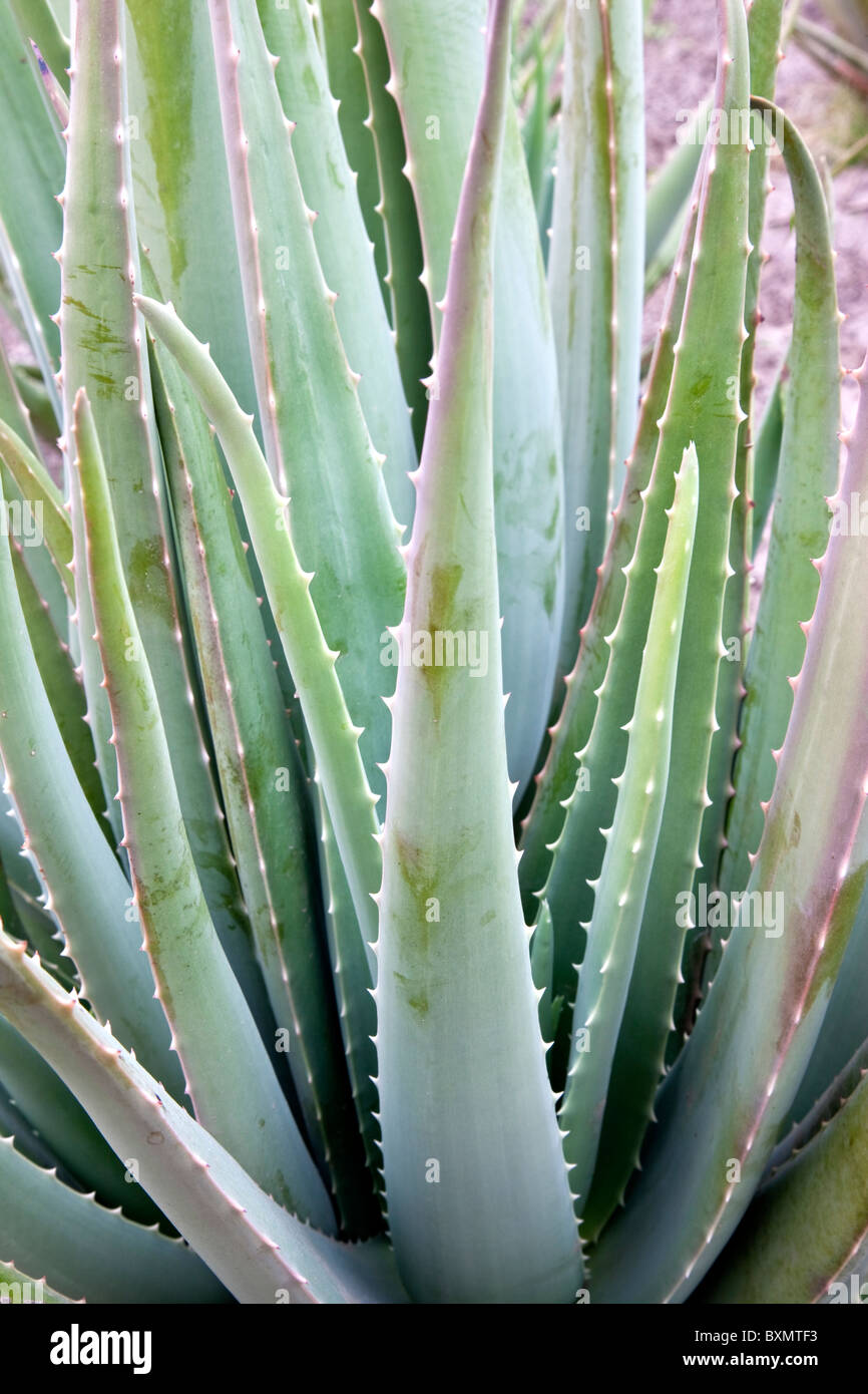 Aloe Vera plant, field planting, Stock Photo